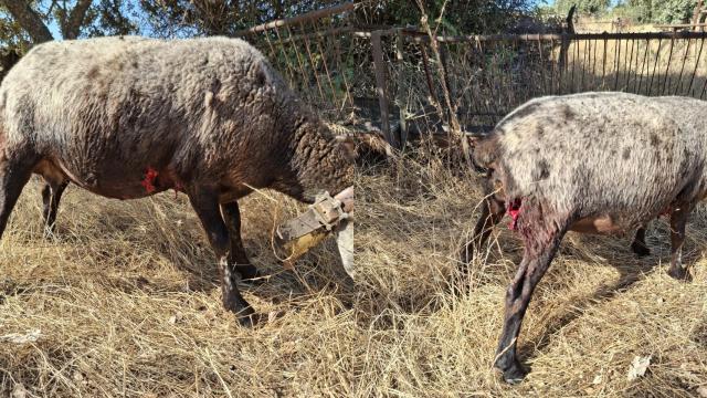 Ovejas de Guadalix de la Sierra que han sido atacadas por lobos.