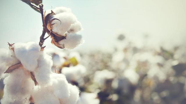 Algodón que se cultiva en un laboratorio: así se hacen 'crecer' tejidos