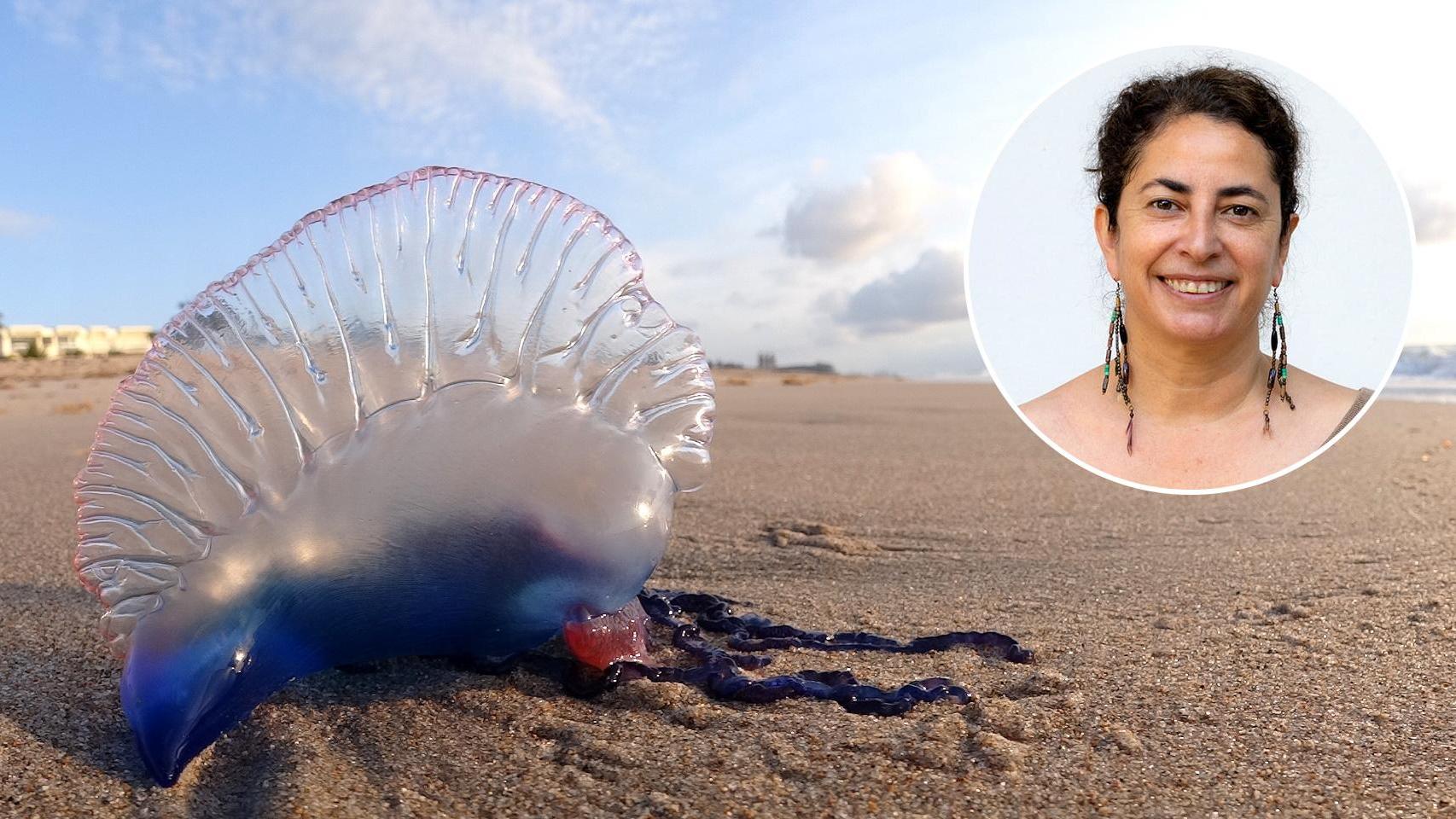 Laura Prieto, experta en océanos, avisa sobre la carabela portuguesa:  Sé precavido, no sabes dónde están 