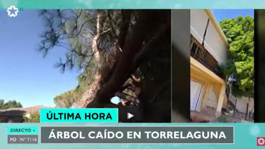 El pino llevaba 60 años en el lugar.