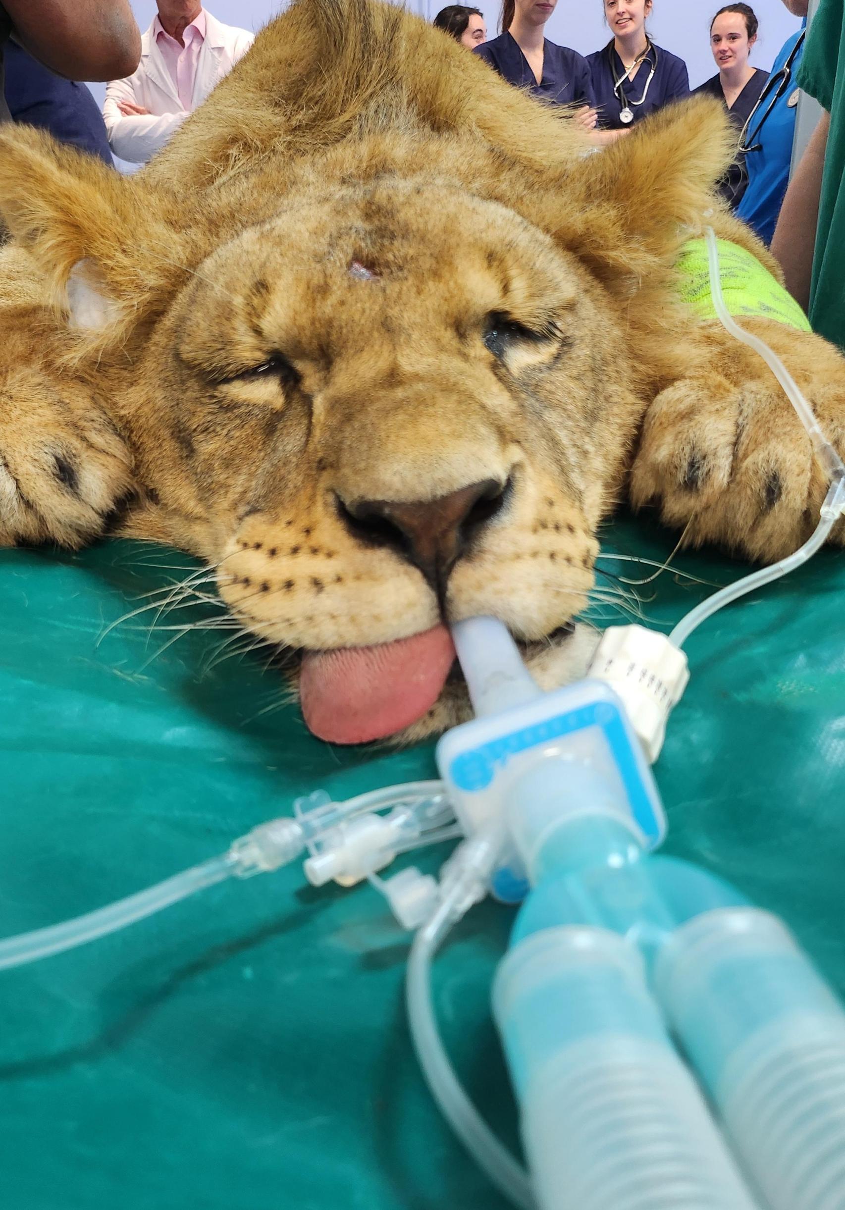 Uno de los leones