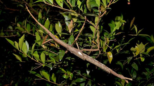 Ejemplar de la nueva especie de insecto palo gigante.