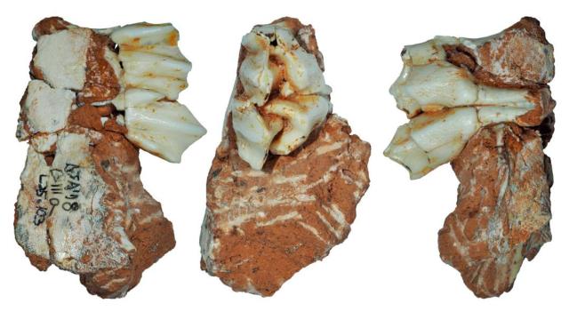 El diente fósil recuperado en el yacimiento de Galería, sierra de Atapuerca (Burgos)
