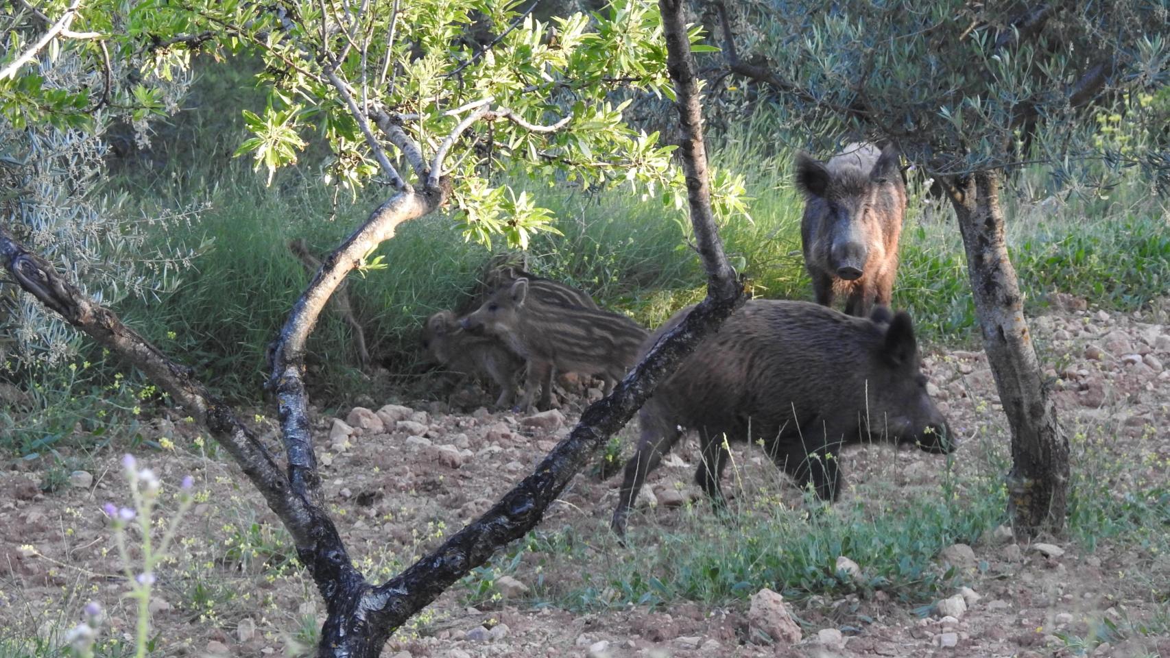 Jabalíes. GVA
