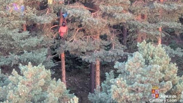 Imagen del rescate al parapentista tras quedar colgado de un árbol en la provincia de Segovia