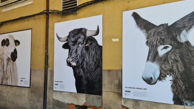 Imagen de varios de los murales que componen la exposición fotográfica sobre las razas autóctonas de Zamora