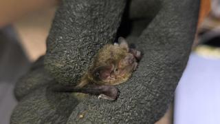 Los nuevos vecinos del Jardín Botánico de Madrid: una colonia de murciélagos que combaten al mosquito del Nilo
