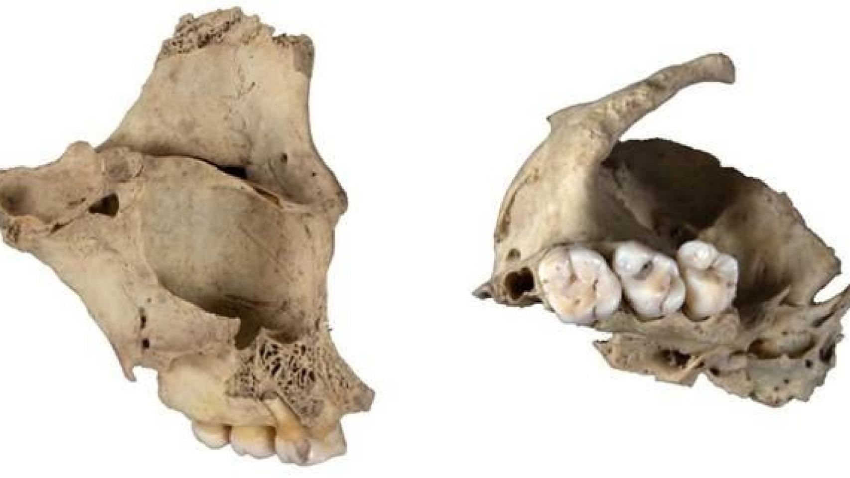 Se descubre un nuevo caso de canibalismo en Atapuerca no relacionado con rituales:  A veces era por puro desprecio 