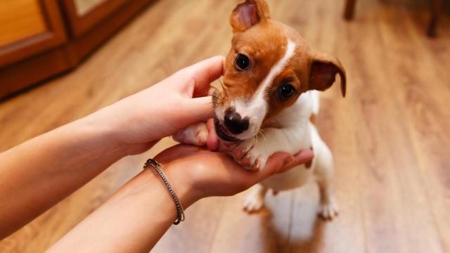 Un perro mordiendo las manos de una chica.