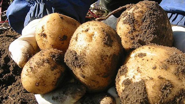 Patata
