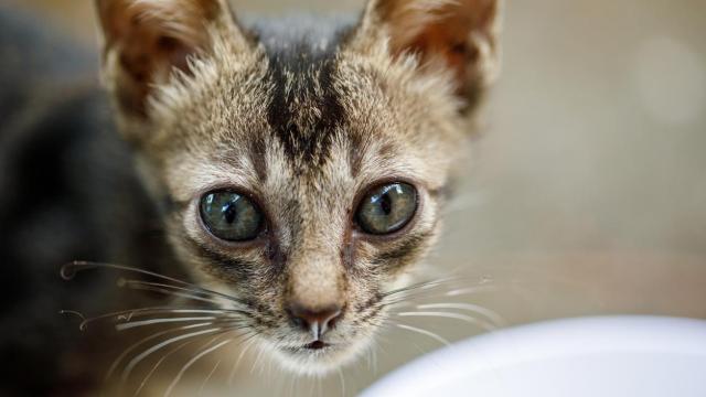 Un gata desnutrida.