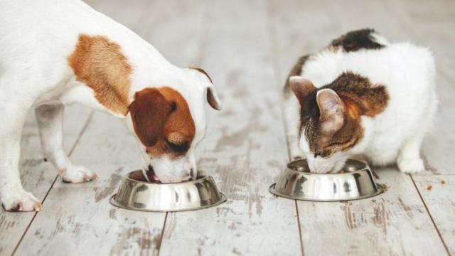 Un perro y un gato comiendo juntos.