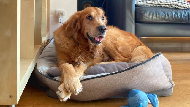Irene Eguiluz, creadora de contenido con su perro Jacobo.