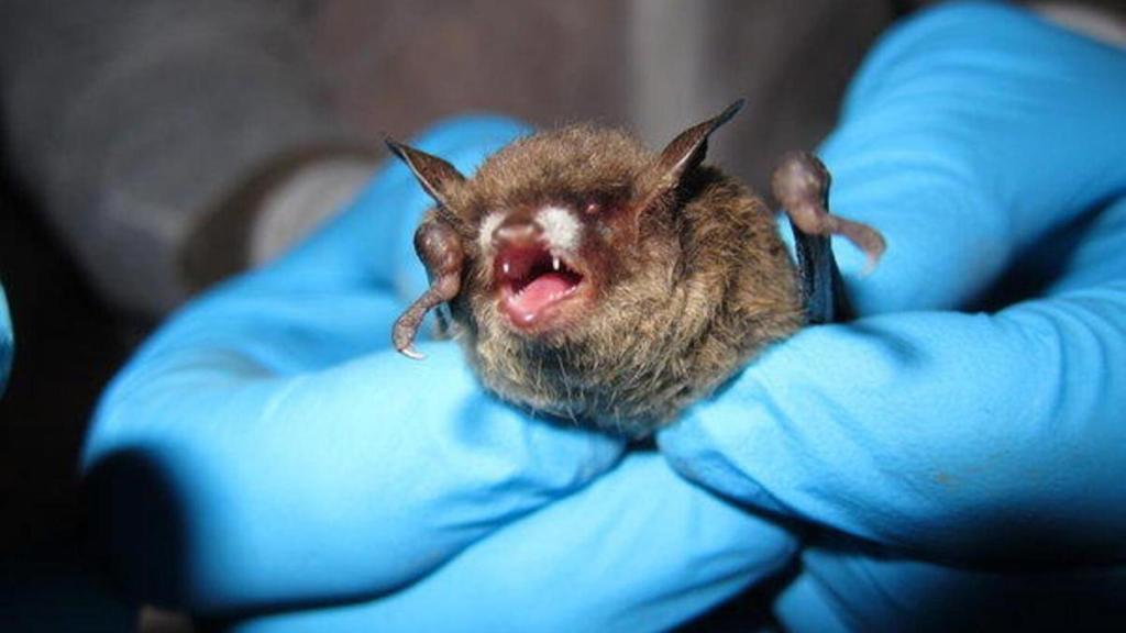 Los casos de murciélagos con rabia no son infrecuentes.