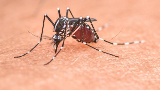 Mosquito tigre