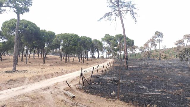 Los efectos de un incendio en una zona donde se permite el pastoreo extensivo, a la izquierda, y una zona restringida al ganado, a la derecha.