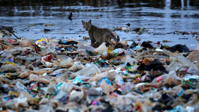 Un gato camina sobre una playa de plástico en Jakarta.