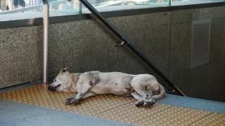 Los perros callejeros que han aprendido a utilizar el metro en Moscú: "Detectan las emociones para conseguir comida"