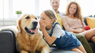 Crean una IA capaz de hablar con perros y gatos y el resultado es muy sorprendente: así traduce su lenguaje
