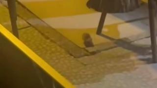Un vecino de Zaragoza habla claro ante las plagas: "En la plaza San Francisco también hay ratas y cucarachas"