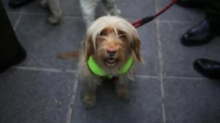 Menos hijos y más mascotas, así han cambiado las familias aragonesas desde la pandemia: "La gente se siente sola"