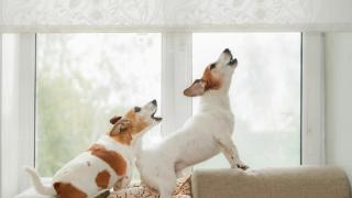 Una educadora canina revela la clave para evitar que tu perro ladre si llaman a tu casa: "Que deje de ser un aviso especial"