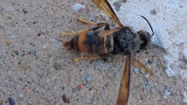 Avispa asiática.