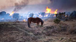 Denuncia veterinaria ante el olvido animal en incendios forestales: "Debería haber un cuerpo para las emergencias"