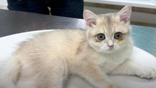 Un veterinario no se corta y alerta a España: "Las infecciones respiratorias en gatos son más frecuentes de lo que parece"