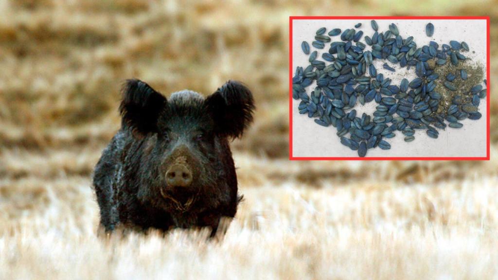 Fotos compartidas por las autoridades.