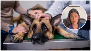Ni pienso caro ni dietas estrictas: la solución infalible para evitar los problemas de articulación en tu mascota