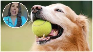 María Veticán, veterinaria, rotunda sobre el error más común que comete con su perro: "Era una niña inexperta"