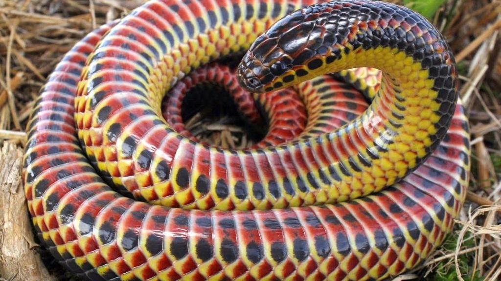 Farancia erytrogramma (serpiente arcoíris) fotografiada en Carolina del Norte