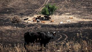 Árboles del Jerte y viñas de albariño y godello centran las indemnizaciones 'agro' por los incendios: los pagos se triplican