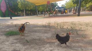 La polémica invasión de gallinas en Torrevieja provoca controversia entre los habitantes: "Algunas personas molestan mucho más"