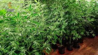 Desmantelada una plantación de marihuana en Oza-Cesuras (A Coruña), con la detención de un vecino
