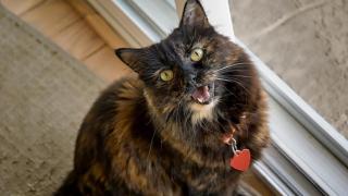 Un entrenador advierte sobre el significado del maullido de nuestro gato: "Podría estar conectando el modo alerta"