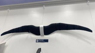 La nueva generación de drones inspirados en pájaros: "Podrán realizar maniobras muy precisas en entornos complejos"