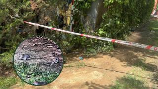 "Veo una rata y no me queda tiempo para correr": así viven la guerra contra las plagas los vecinos del parque Bruil