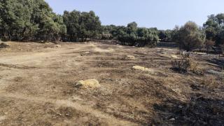 Ayuso envía heno y agua a los animales que sobrevivieron al incendio de Tres Cantos para alimentarlos hasta otoño